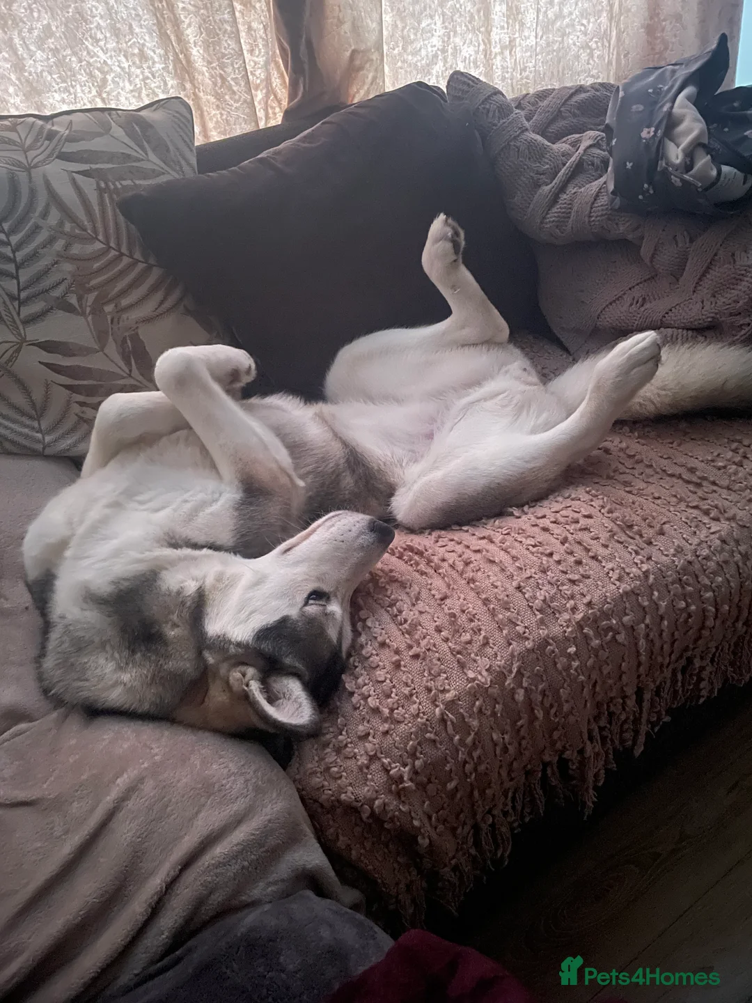 Siberian Husky dogs for sale: Siberian husky  - Advert 2