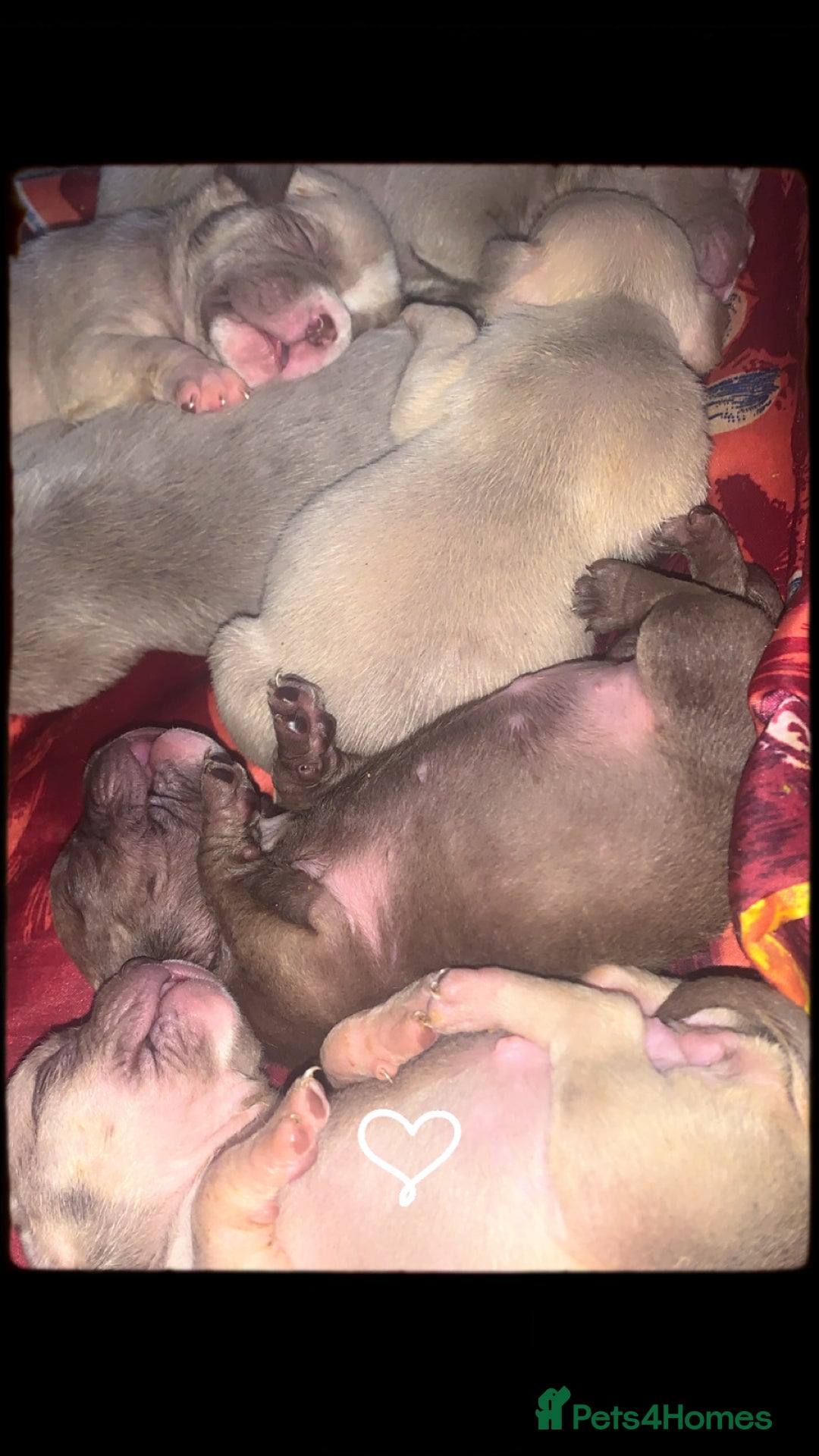 American Bully dogs for sale: Micro Exotic / pocket bully’s  - Image 2