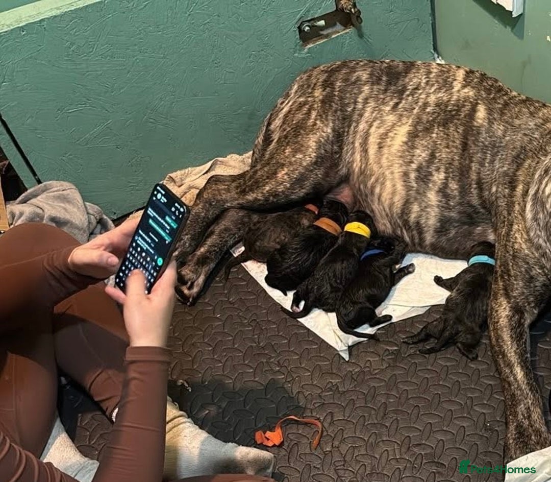 Presa Canario dogs for sale: Presa Canario Puppies  - Advert 19