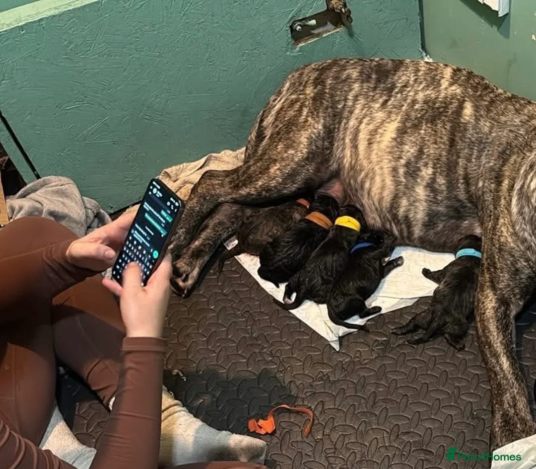 Presa Canario dogs for sale: Presa Canario Puppies  - Advert 19