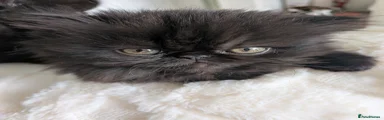 Exotic Kitten 2