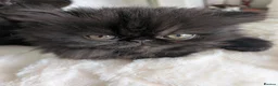 Exotic cats for sale: Beautiful exotic kittens - Advert 13
