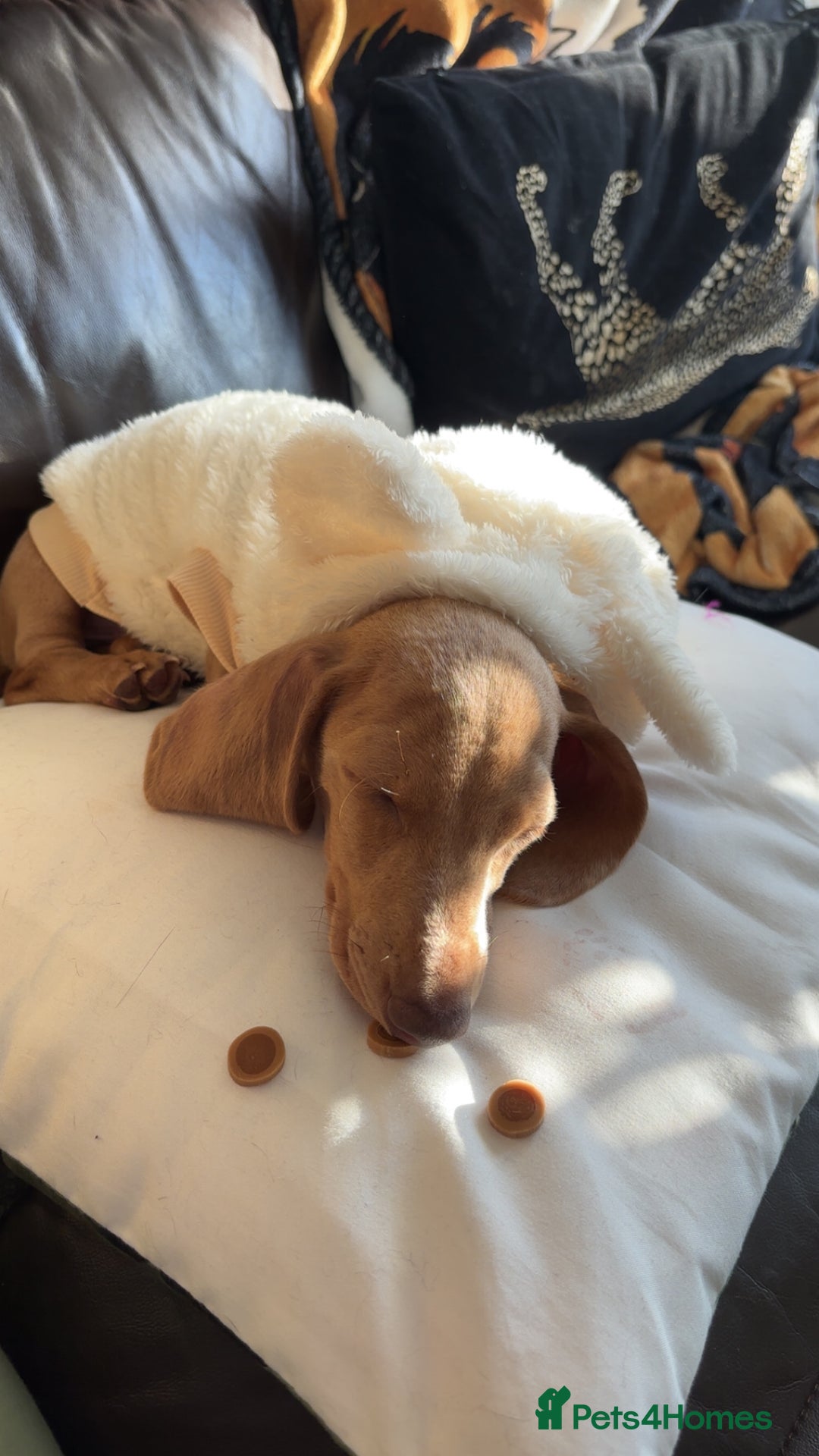 Miniature Dachshund dogs for sale: Maximus.  - Advert 3