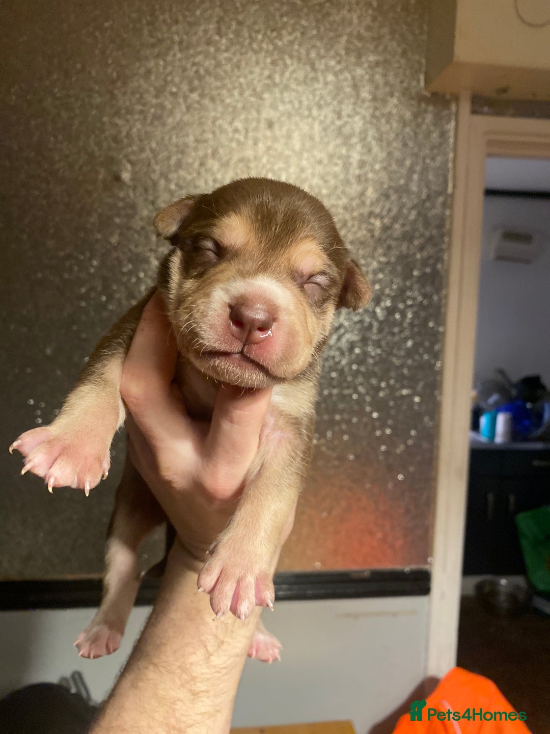 Mixed Breed dogs for sale: I have five pups for sale - Advert 3