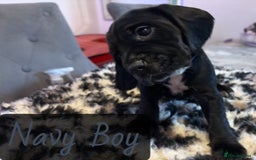 Mixed Breed dogs for sale: ⭐️ Cockerdor Puppies ⭐️  - Advert 12