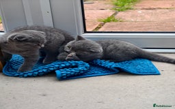 Scottish Fold cats for sale: 4 lovely kittens looking for new family  - Image 14