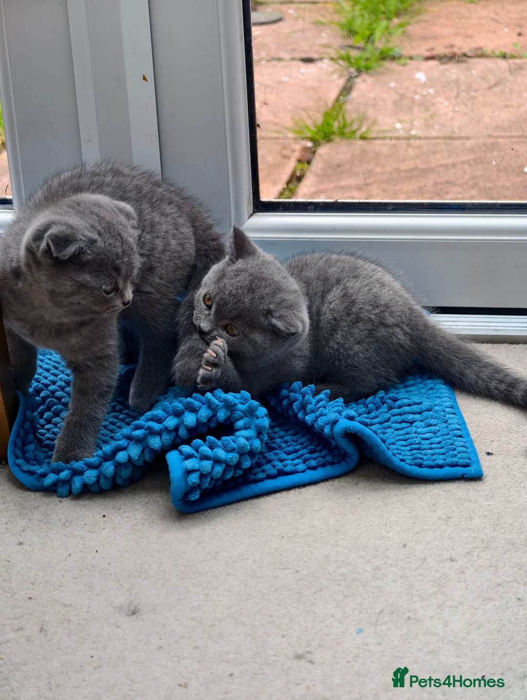 Scottish Fold cats for sale: 4 lovely kittens looking for new family  - Image 14