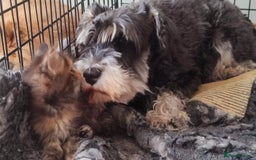 Maine Coon cats for sale: Fully health tested and Tica registered  in Great Missenden - Image 25