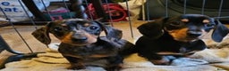Miniature Dachshund dogs for stud: 🔥For stud proven miniature dachshund🔥   in Windsor - Advert 18