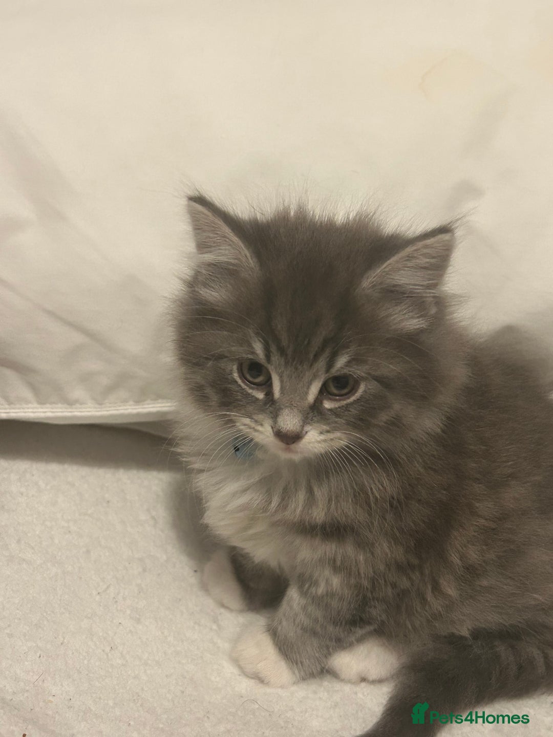 Mixed Breed cats for sale: Mixed breed - Advert 11