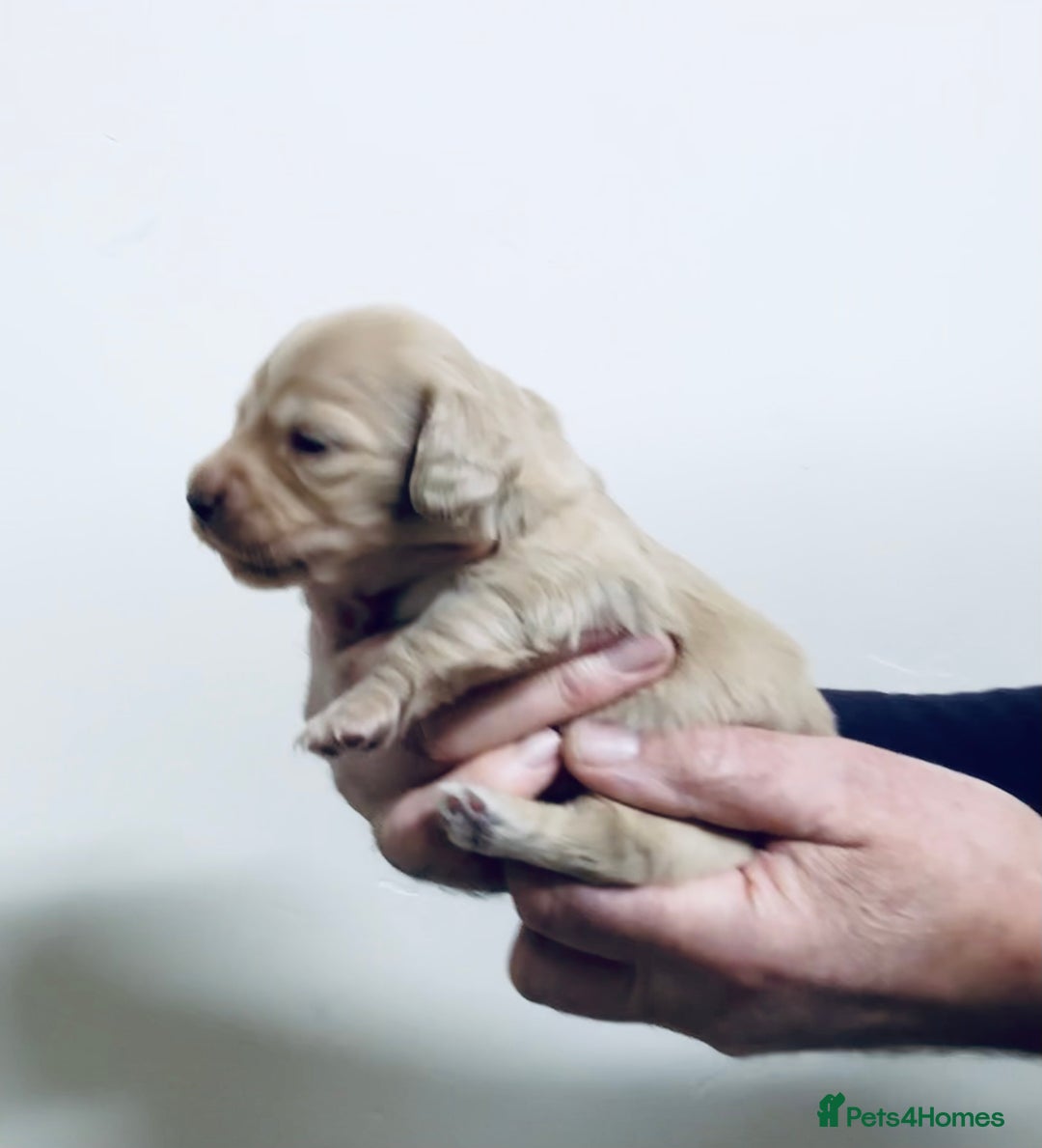 Miniature Dachshund dogs for sale: KC reg mini longhaired dachshund pups - Advert 29