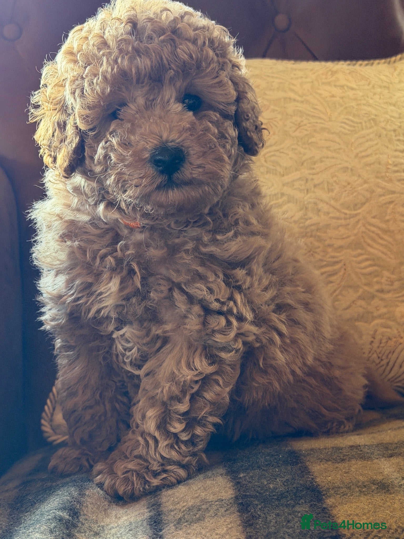 Toy Poodle dogs Beautiful toy poodle boys  - Advert 2