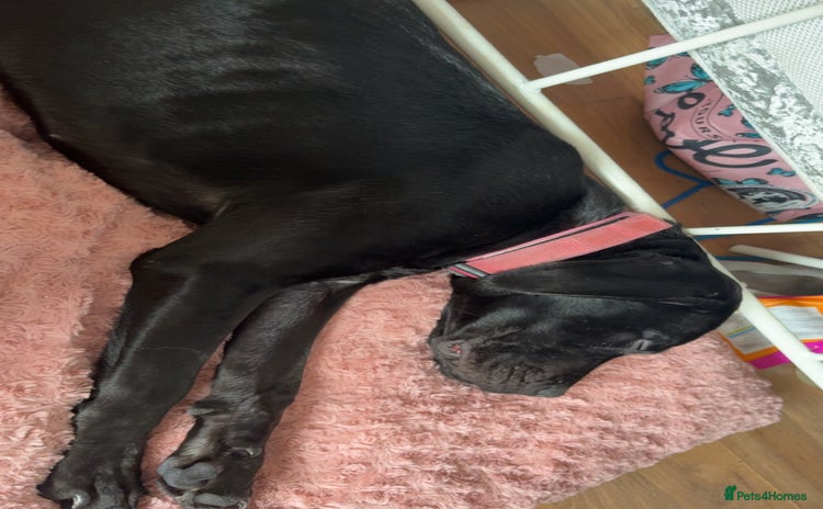 Cane Corso dogs - Advert 13