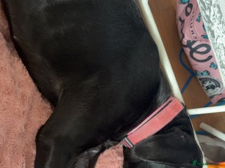 Cane Corso dogs - Advert 1