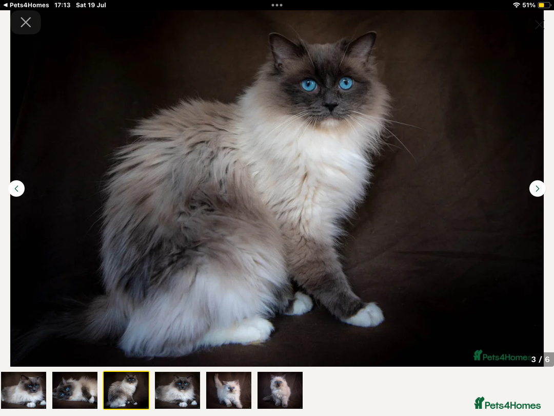 Tonkinese cats for sale: Exquisite Tonkdolls - Advert 14