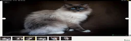 Tonkinese cats for sale: Exquisite Tonkdolls - Advert 14