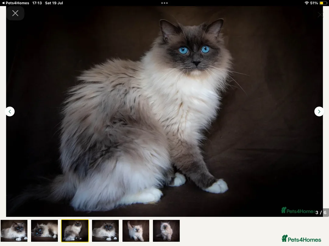 Tonkinese cats for sale: Exquisite Tonkdolls - Advert 14