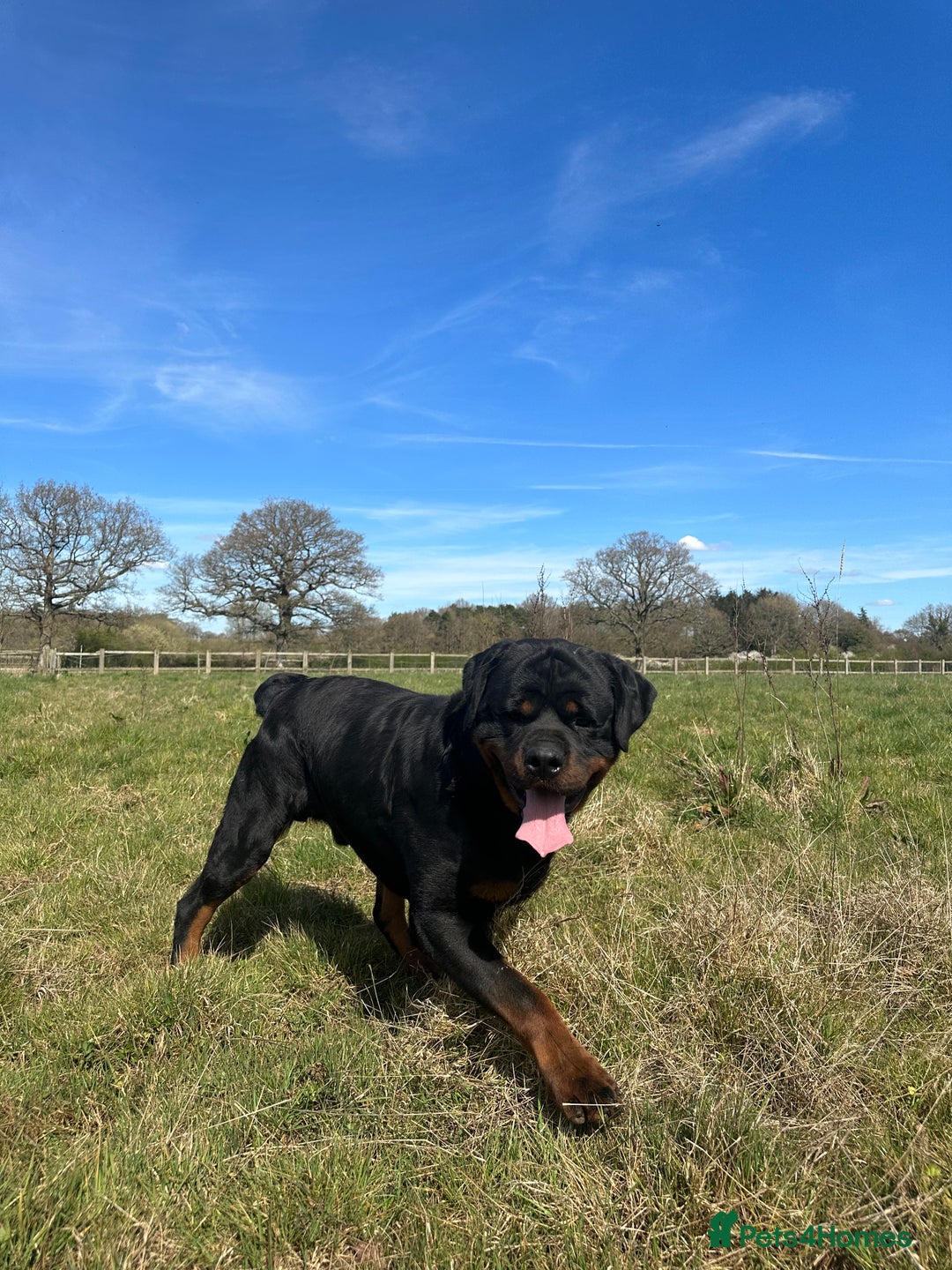 Rottweiler dogs for sale: Stunning chunky Rottweiler puppies - Advert 33