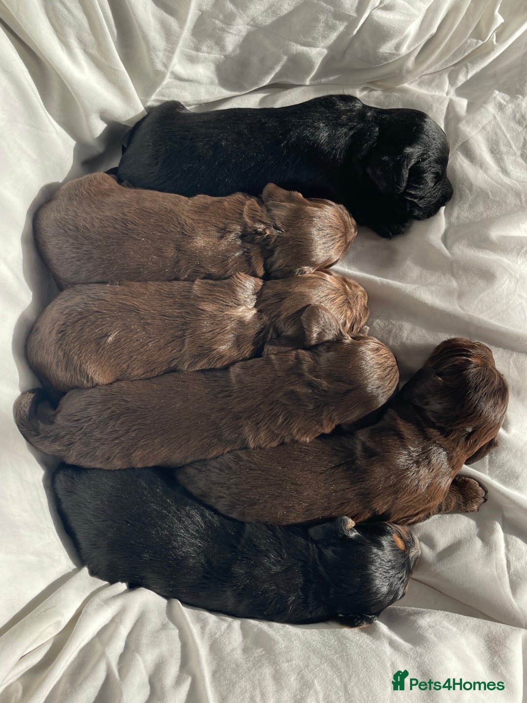 Cocker Spaniel dogs for sale: Cocker Spaniel puppies - Advert 3