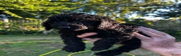 Cockapoo dogs for sale: Cockapoo .. Gorgeous jet black cockapoo puppies. - Advert 24
