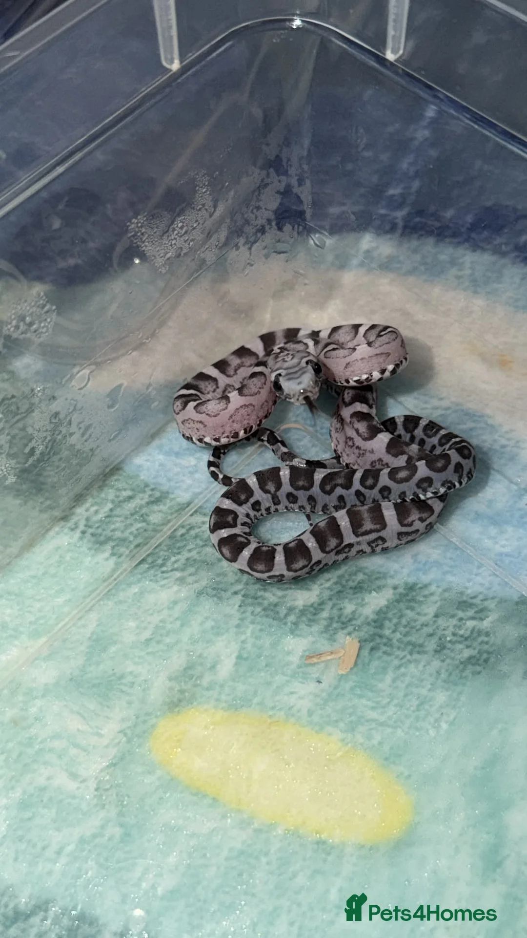 Corn Snake reptiles for sale: Scaleless anerys and anery cornsnakes  - Advert 2