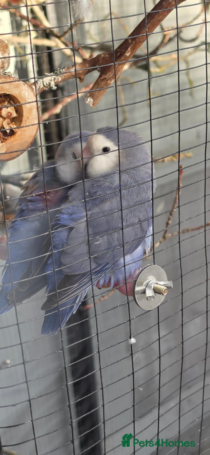 Lovebirds birds Bonded pair of lovebirds with cage - Advert 6