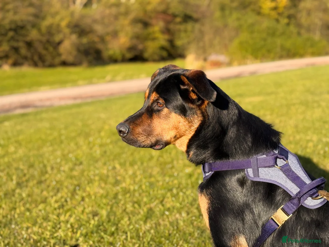 Mixed Breed dogs for sale: Hugo The Shepwiler - Advert 16