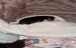 Jack Russell dogs for sale: Female JRT with 3 week old puppy - Image 2