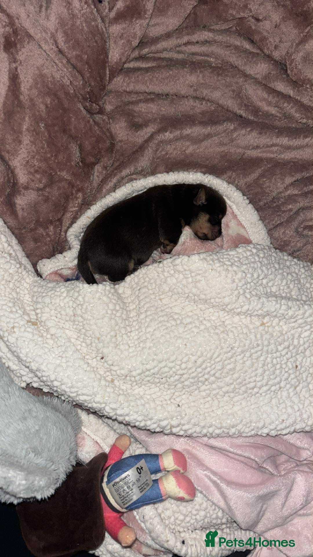 Jack Russell dogs for sale: Female JRT with 3 week old puppy - Image 2