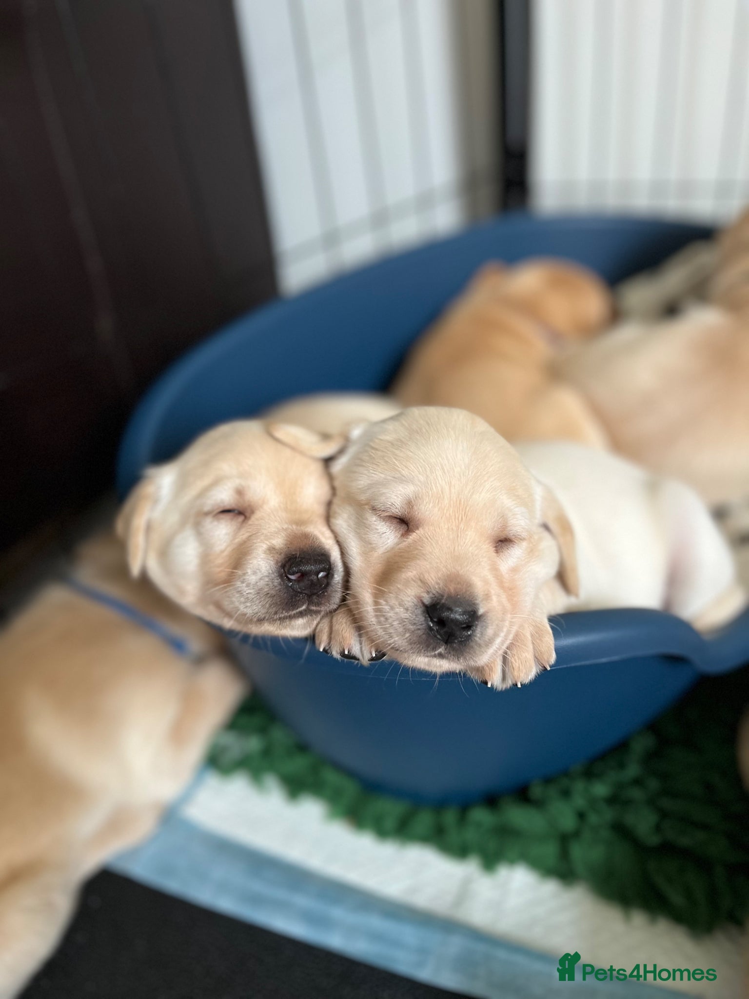 Labrador Retriever dogs KC registered working Labrador puppies  - Advert 14