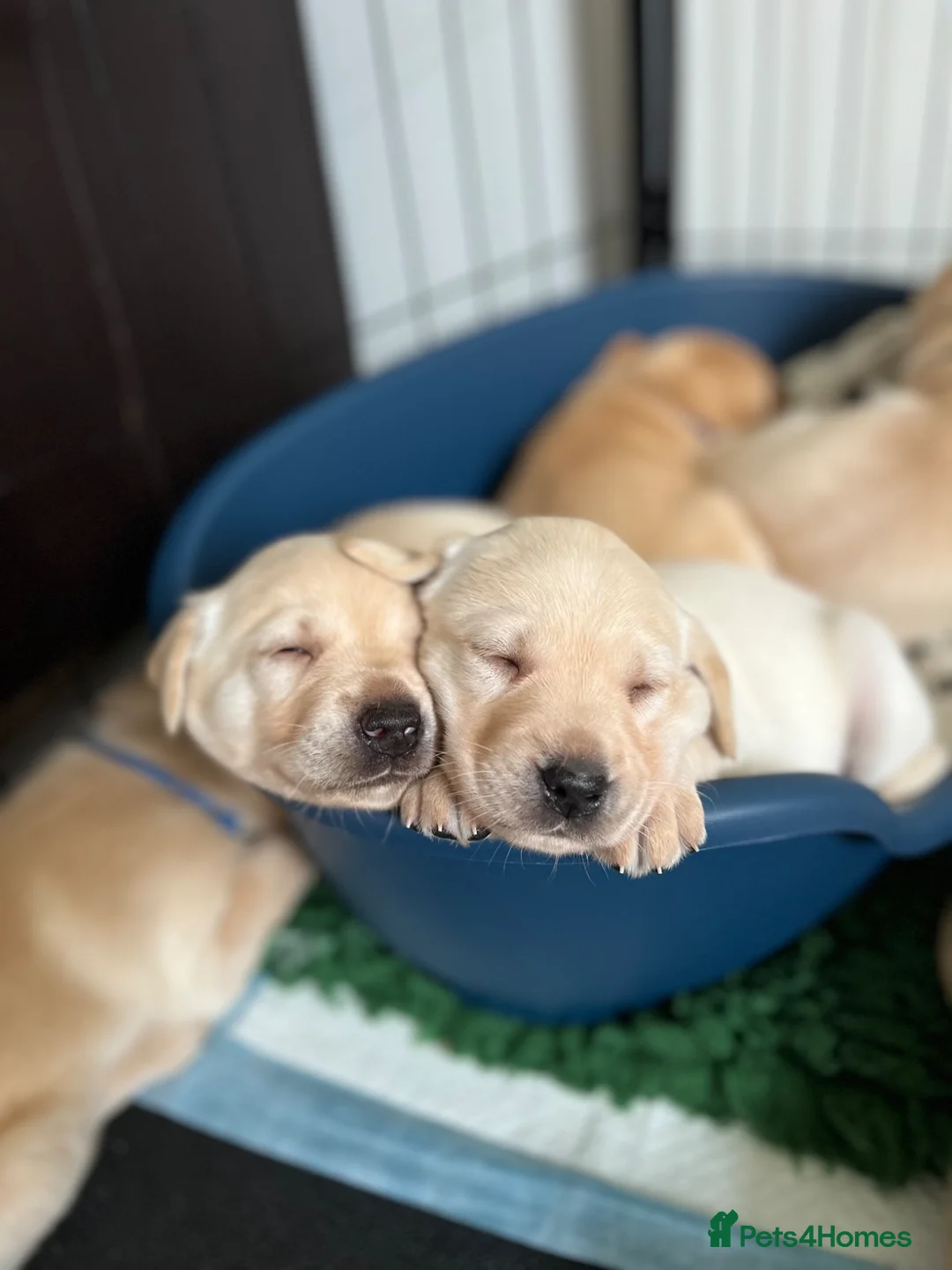 Labrador Retriever dogs for sale: KC registered working Labrador puppies  - Advert 1