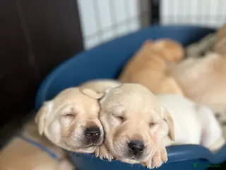 Labrador Retriever dogs KC registered working Labrador puppies - Advert 2