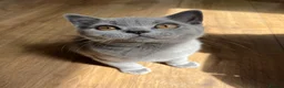 British Shorthair cats for sale: GCCF reg blue boy & lilac girl available 🩵💜 - Advert 24
