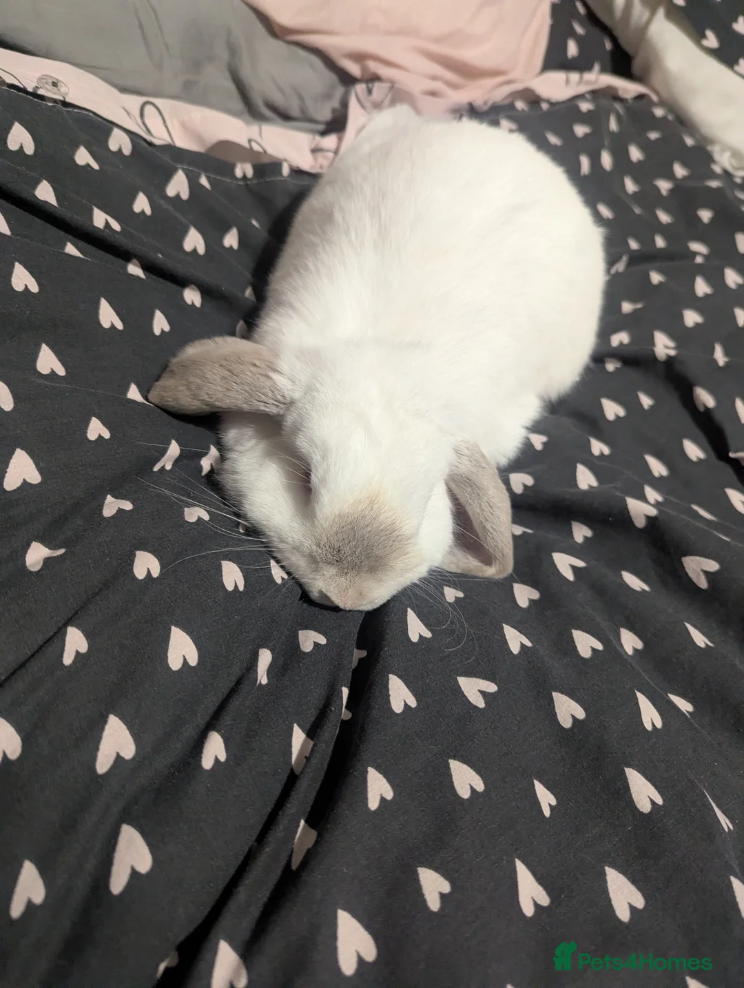 Mini Lop rabbits for sale: Gorgeous mini lop  - Advert 2