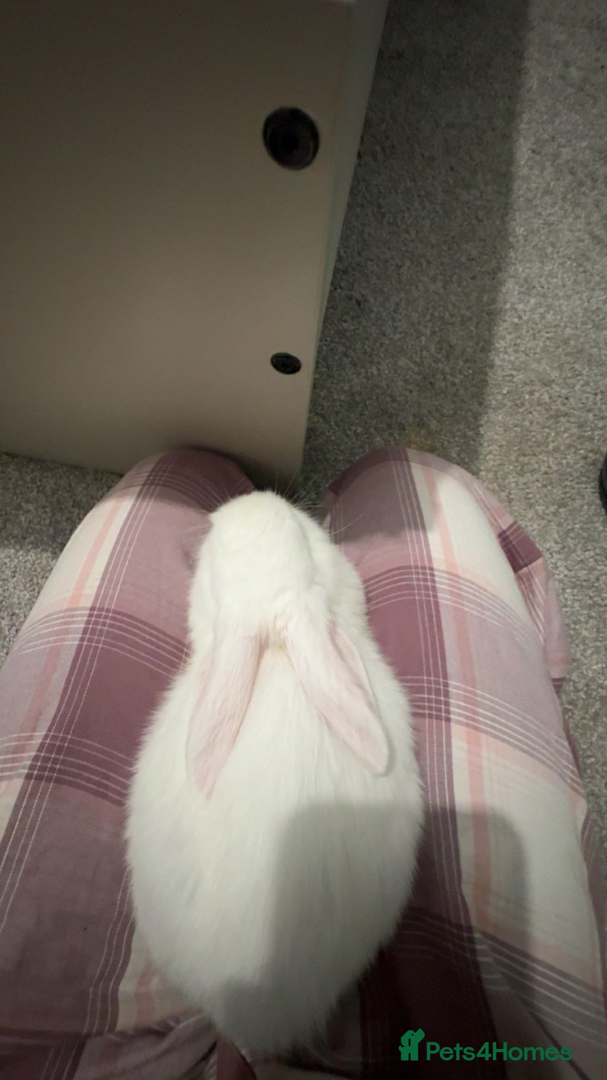 Mini Lop rabbits Mini lol rabbit  - Advert 1