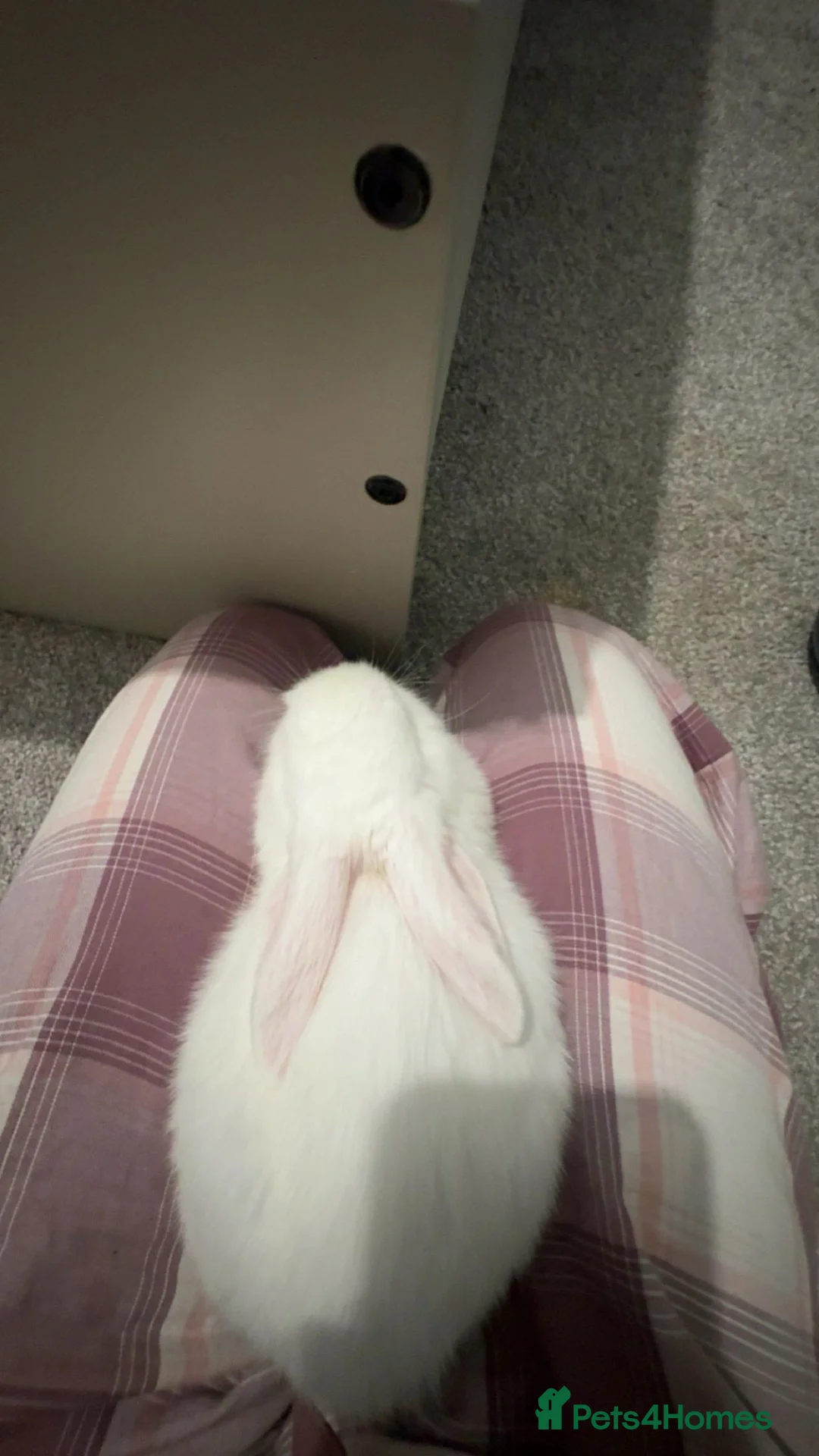 Mini Lop rabbits for sale: Mini lol rabbit  - Advert 1