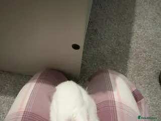 Mini Lop rabbits Mini lol rabbit - Advert 1