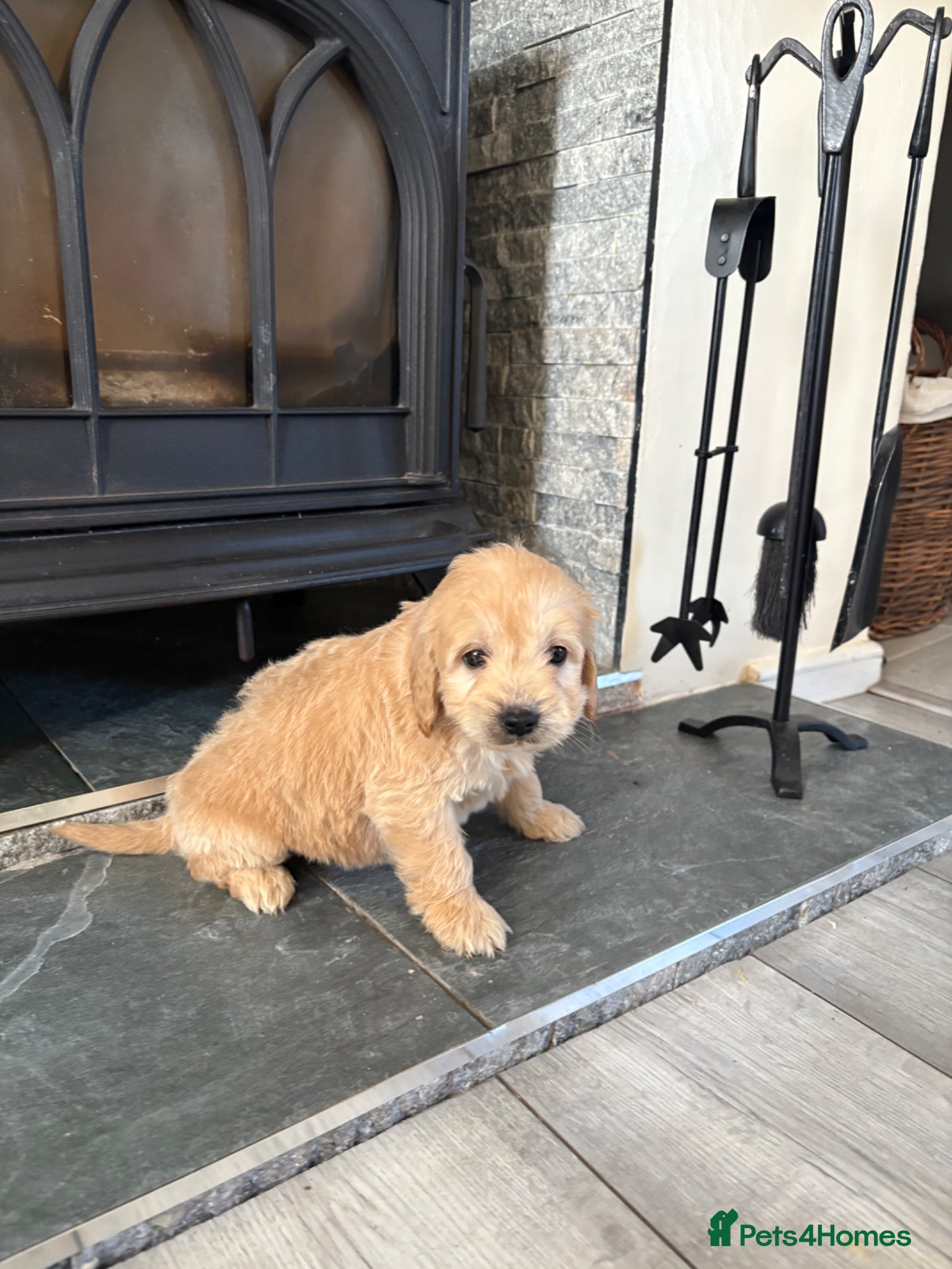 Mini Goldendoodle dogs Are Gorgeous golden doodle puppies 🐶 - Advert 3
