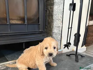 Mini Goldendoodle dogs Are Gorgeous golden doodle puppies 🐶 - Advert 3
