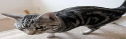 Mixed Breed cats for sale: Silver and black mixed tabby 3 year old - Advert 7
