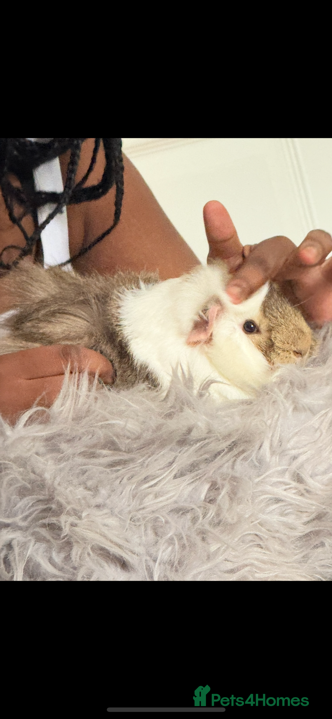 Guinea Pig rodents for sale: 2 Male Guinea  - Image 6