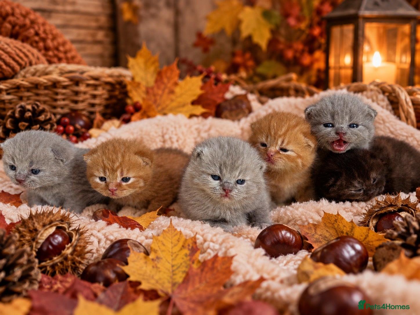 British Shorthair cats 💜❤️BSH babies , red, lilac TICA reg, ready Nov - Advert 1