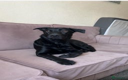 Mixed Breed dogs for sale: Lucky - Image 1