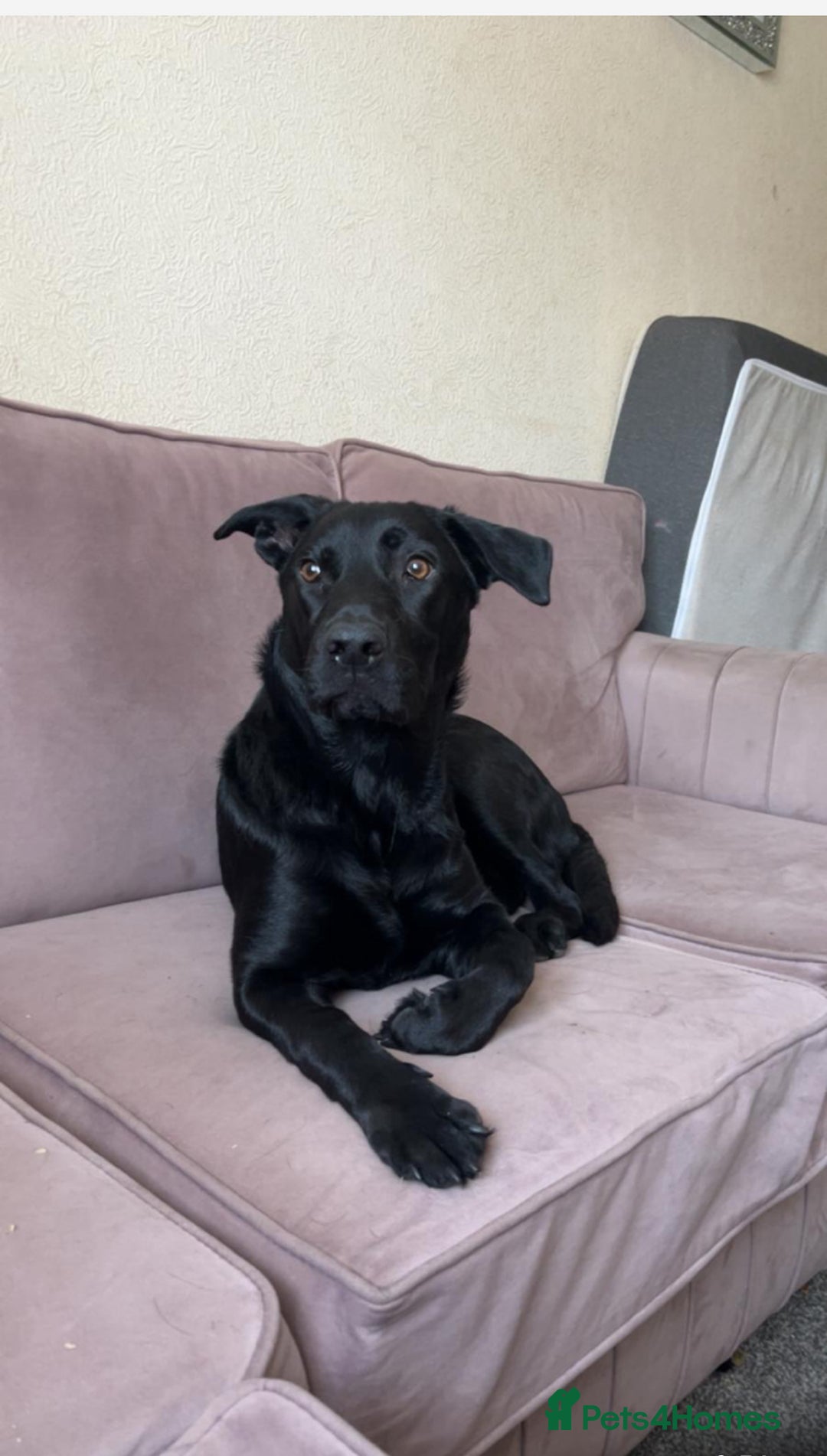 Mixed Breed dogs for sale: Lucky - Image 1
