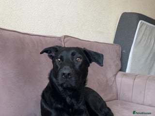 Mixed Breed dogs - Advert 25