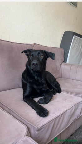 Mixed Breed dogs - Advert 11