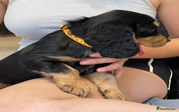 Sprocker dogs for sale: Beautiful Sprocker puppies HEALTH TESTED PARENTS - Image 18