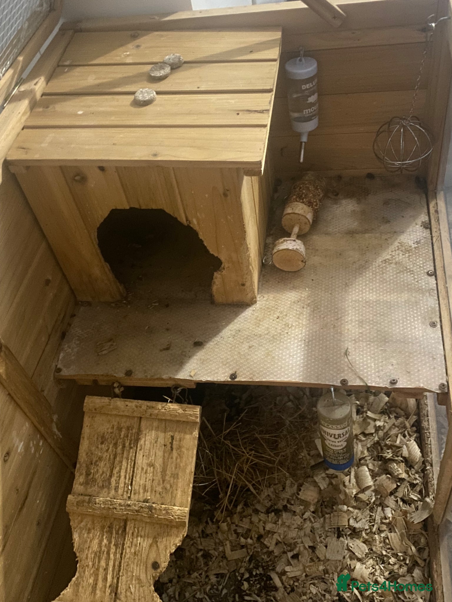 Guinea Pig rodents 2 female Guinea pigs  - Advert 3