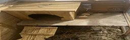 Guinea Pig rodents for sale: 2 female Guinea pigs  in East Boldon - Advert 1