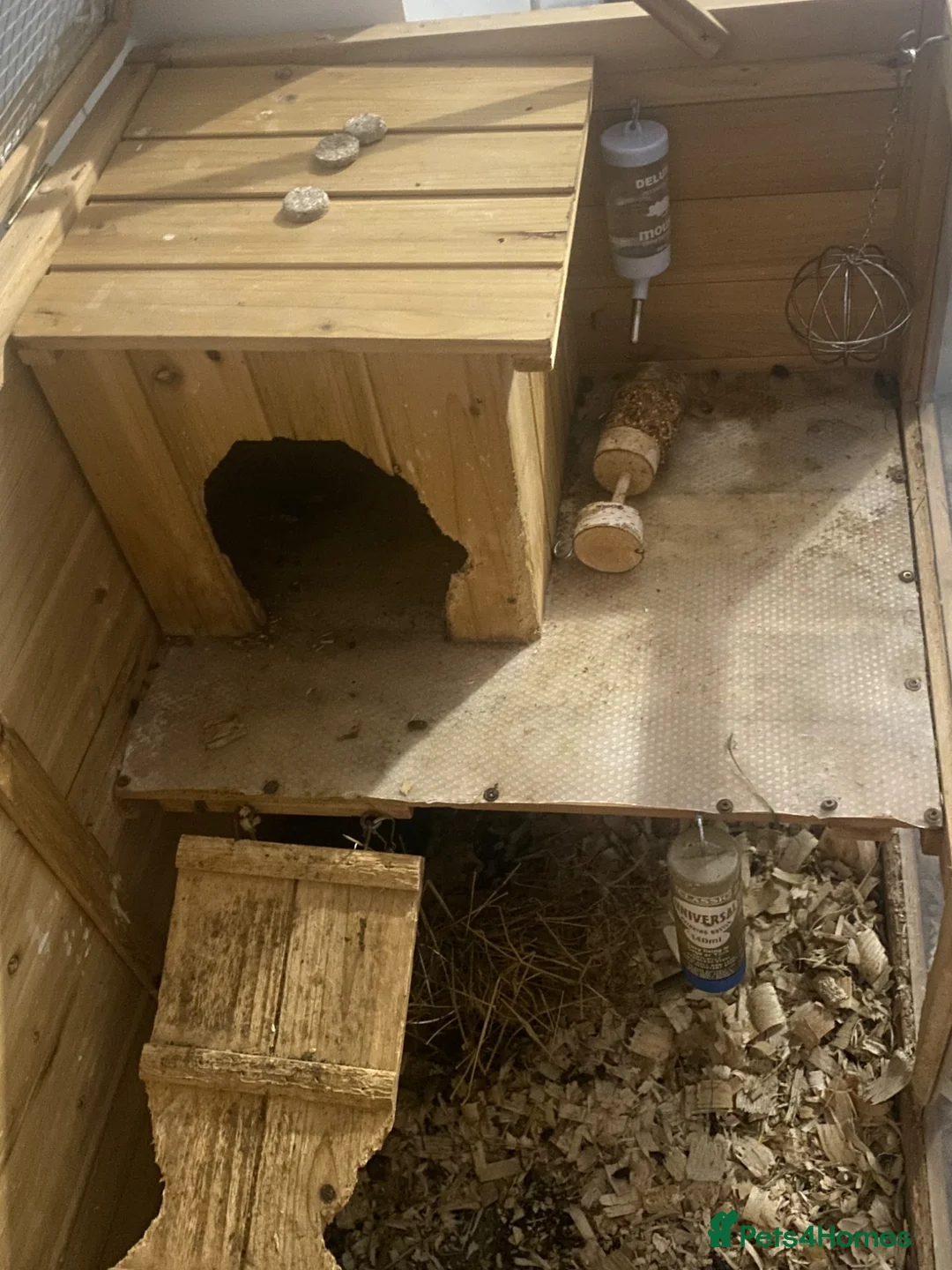 Guinea Pig rodents for sale: 2 female Guinea pigs  in East Boldon - Advert 1